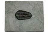 Calymene Niagarensis Trilobite Fossil - New York #357064-1